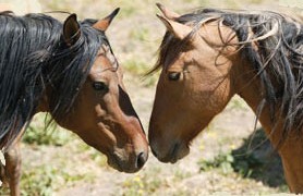 Californa Wild Horses