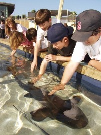 Californa Long Beach Shark Tank