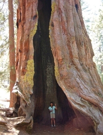 Yosemite Tree Family Vacation Austin Lehman