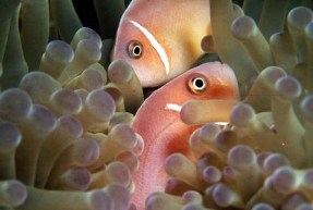 371PalauClownFish