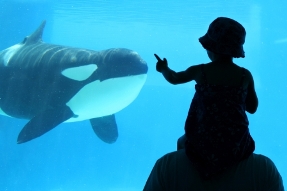 388FLGMVWhaleKid