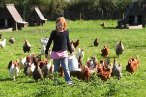 409FeatherDownChickenParade