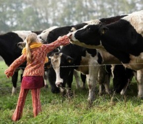 409FeatherDownCows