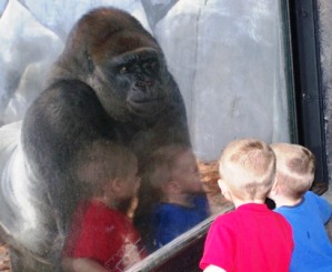 Jacksonville Zoo Gorilla Encounter