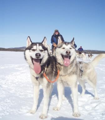 Husky Dog Sled Family Adventure in Finland