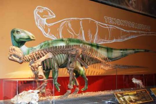 Fort Worth Museum of Science Dinosaur