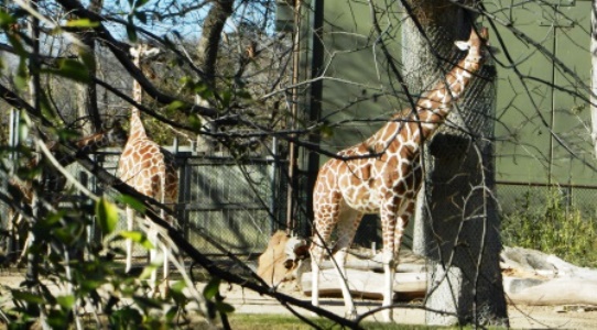 Fort Worth Zoo Giraffes in Spring