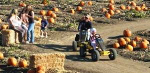 Cool Patch Pumpkins Carts Northern California