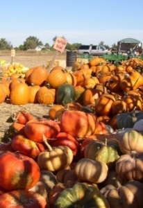 Orland Country Pumpkin Patch Southern California 