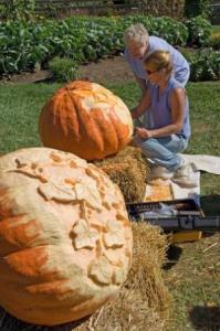430PALongwoodGardensPumpkins