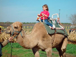 Severs Corn Maze Camel Rides, Minnesota