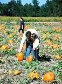 Sikeston Missouri Beggs Family Farm Fall Festival