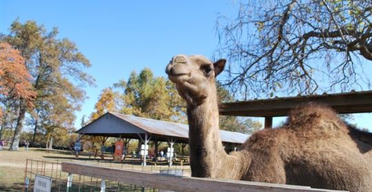 Beggs Farm Missouri Camel Encounter