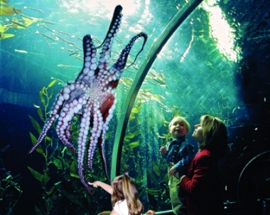 Long Beach Aquarium of the Pacific Octopus. 
