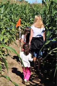 Marni Farm Ipswitch Massachusetts Corn Maze Alley