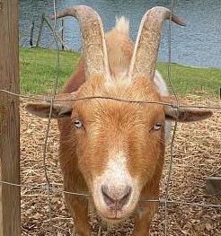 March Farm Pygmy goat at Pondside Animal Yard in Bethlehem,  Connecticut 