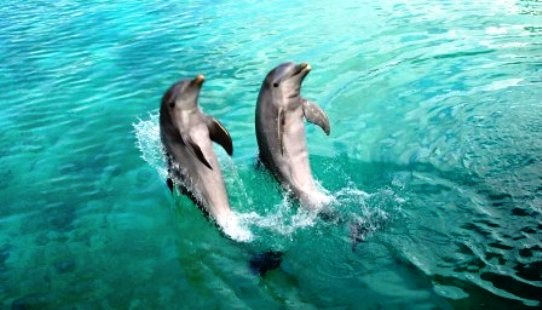 Bahamas Dolphins Dancing