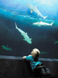 British Colombia Sharks Boy