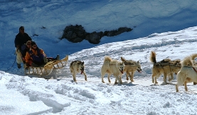566GreenlandDogSledding