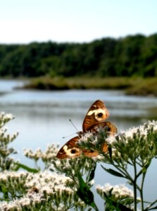 568NWRButterfly