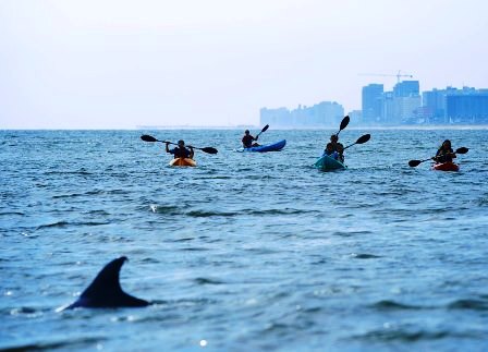 Kayaking with Dolphins Off Virginia Beach