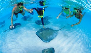 Cayman Sting Rays