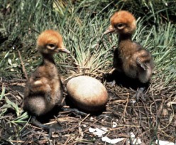 638BarabooCraneBabies