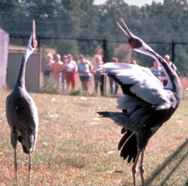 638BarabooCranes