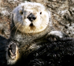Monterey Bay Aquarium Sea Otter