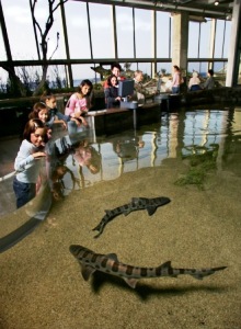 Monterey Bay Aquarium Touch Tank