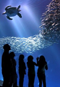 Monterey Bay Aquarium Turtle Tank View