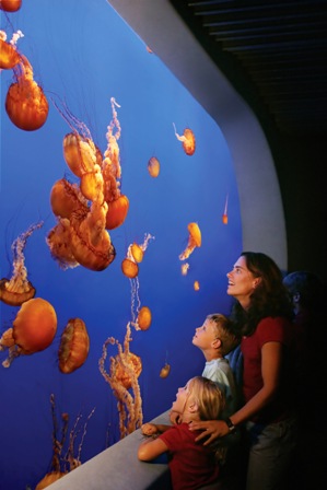Monterey Bay Aquarium