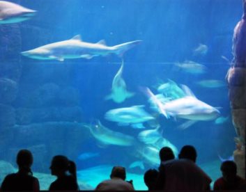 Virginia beach Spring Break at Virginia Aquarium