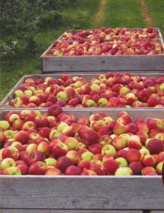 Arlington Farm PEI Harvest Time Apples