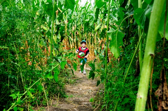 Maze Runner in Le Verger Labonte, Quebec