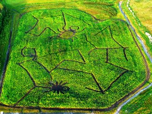 Canada corn maze