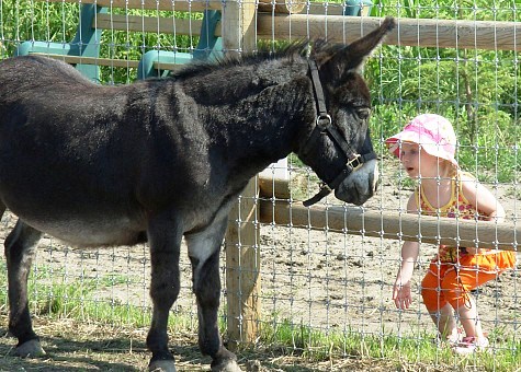 Calgary Donkey Kid