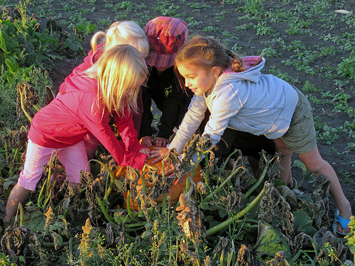 Kraay Family Pumpkin patch