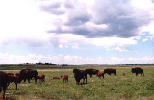 Bison on Saskatchewan's Prairie