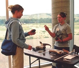 Dinosaur Bones at T rex Discovery Centre in Eastend, Saskatchewan