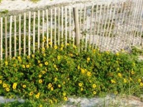 Crescent Beach Florida Beach Flowers