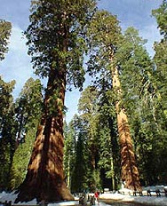 Californa Redwoods