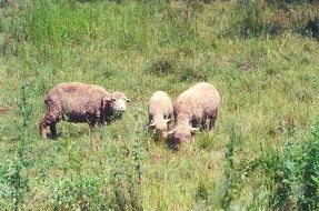 Secret family Vacation Place Breezemere Farm Friendly Sheep