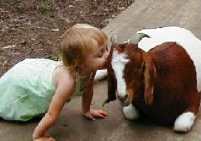 746MOFincachivoGoat