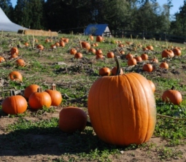 Sunrise Farm Kingston Washington Pumpkin Patch