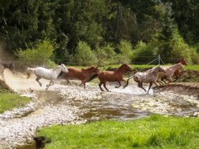 Idaho Wild Horses Splashing 