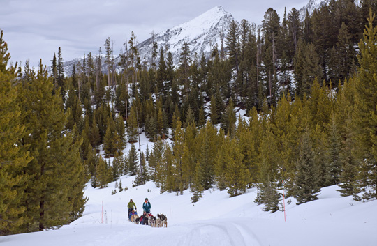 Montan Dog Sledding Adventures