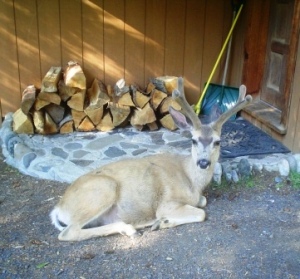 Wallowa Lake Oregon deer