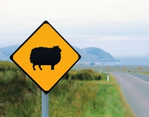 Connemara Ireland Sheep Warning Sign