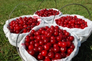 Door County Wisconsin Summer Cherry Picking Time